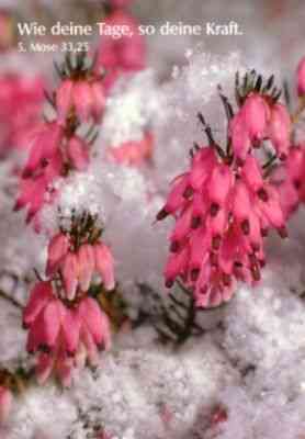 Postkarten Blume um Schnee rosa, 6 Stück